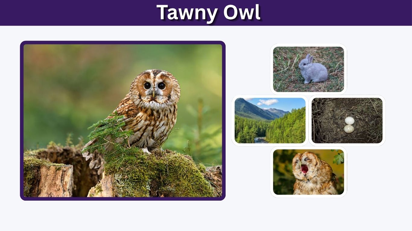 Tawny Owl: Size, Habitat, Diet, Call and Facts