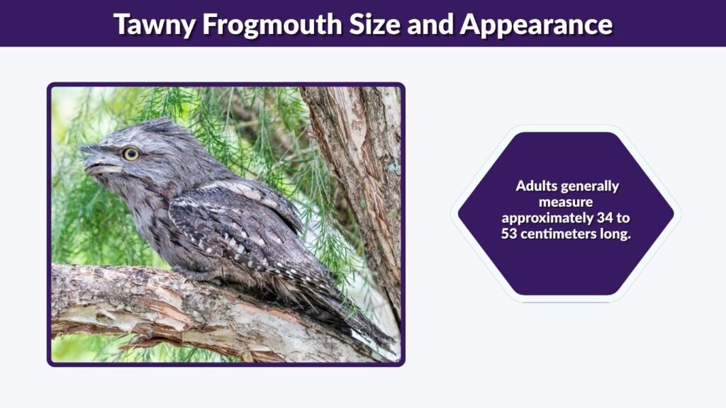 Tawny Frogmouth Size and Appearance