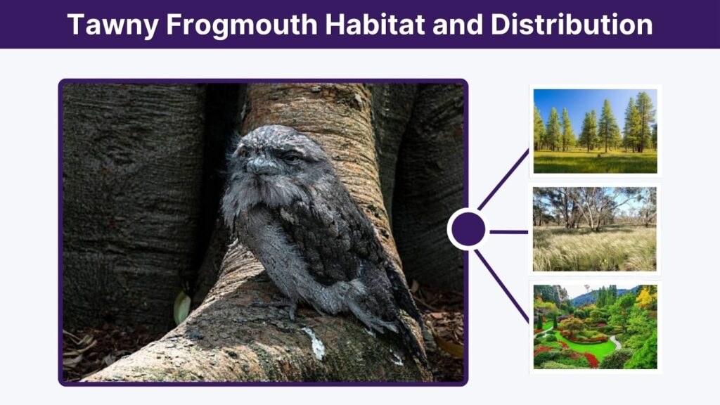 Tawny Frogmouth Habitat and Distribution