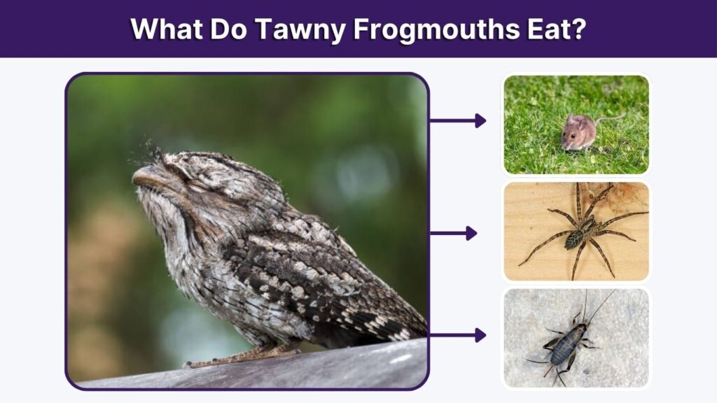 What Do Tawny Frogmouths Eat?