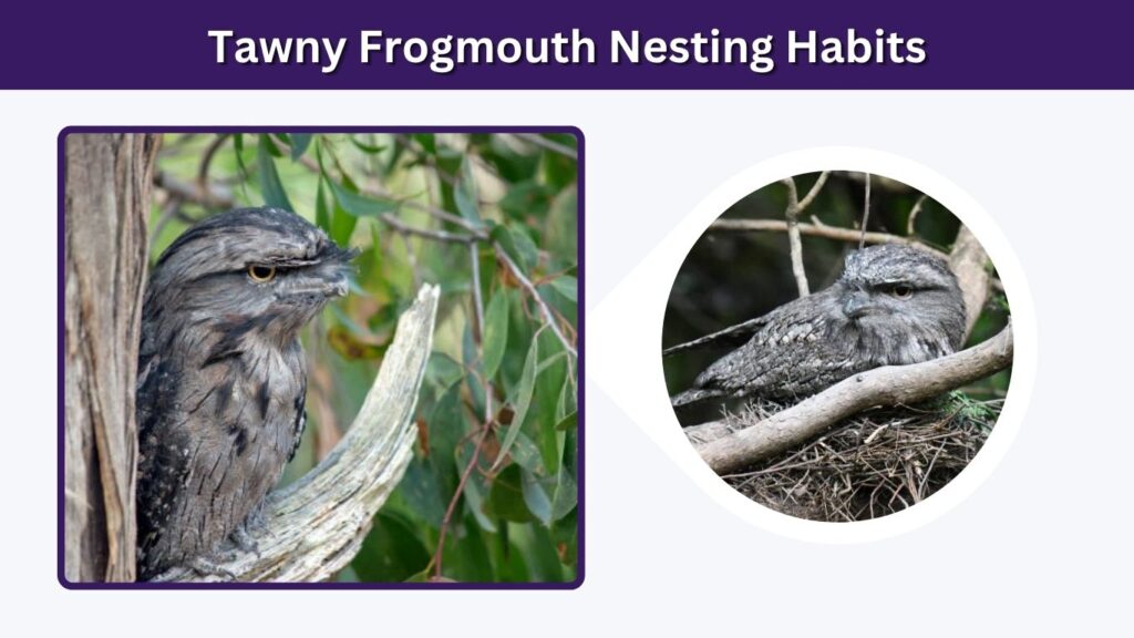 Tawny Frogmouth Nesting Habits