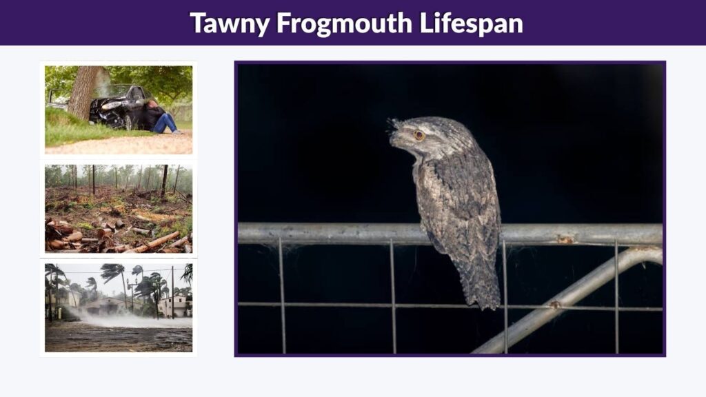Tawny Frogmouth Lifespan