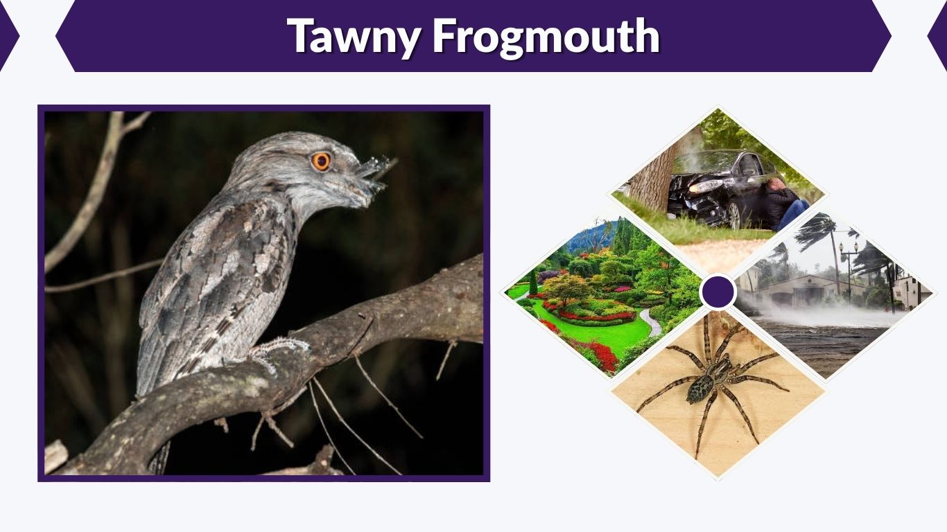 Tawny Frogmouth: Identification, Diet, Habitat and Facts