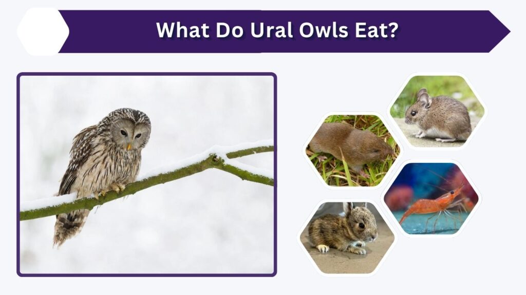 What Do Ural Owls Eat?