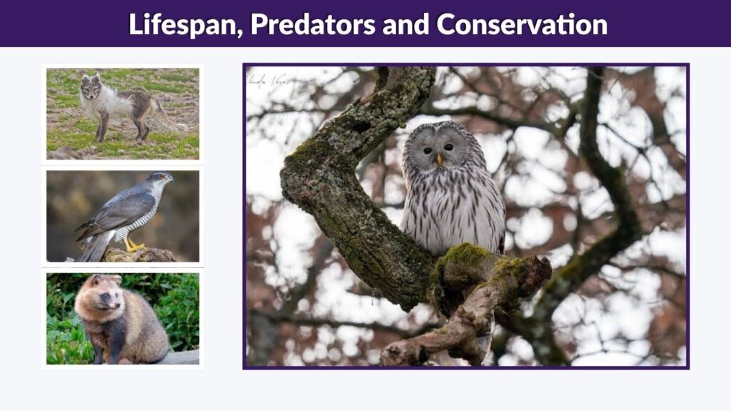 Lifespan, Predators and Conservation
