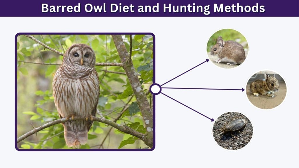 Barred Owl Diet and Hunting Methods