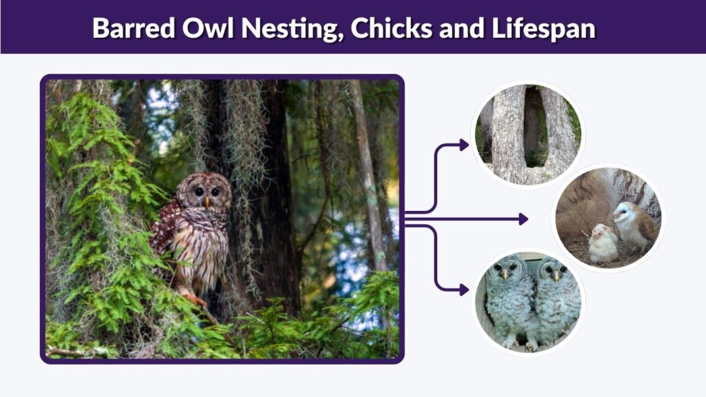 Barred Owl Nesting, Chicks and Lifespan