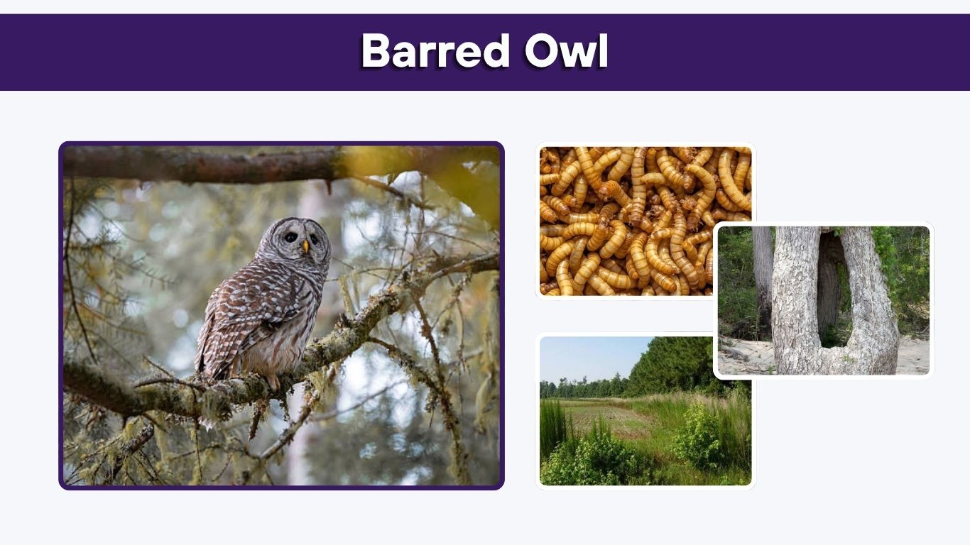 Barred Owl: Size, Sounds, Diet, Habitat, Nesting and Facts