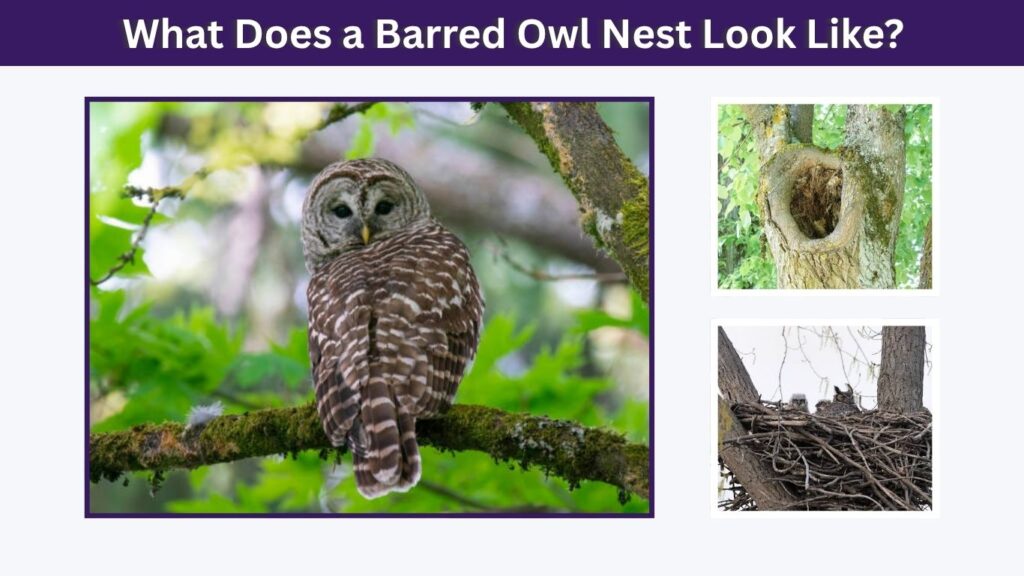 What Does a Barred Owl Nest Look Like?