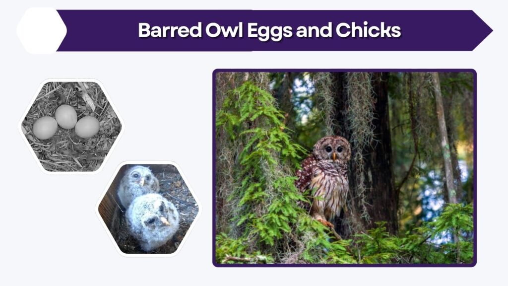 Barred Owl Eggs and Chicks