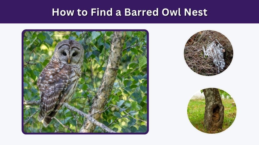 How to Find a Barred Owl Nest