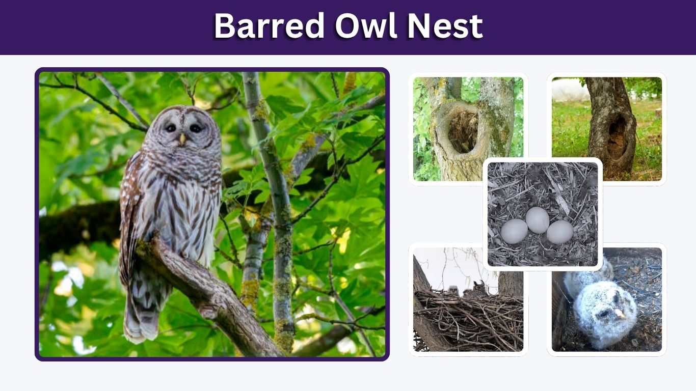 Barred Owl Nest: Location, Season, Eggs, and Nest Box