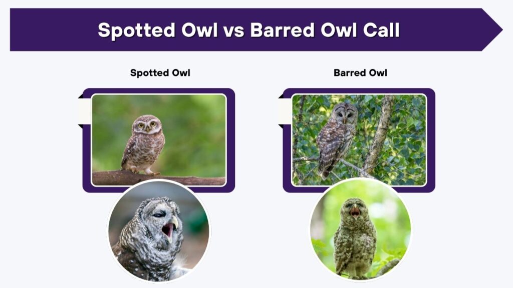 Spotted Owl vs Barred Owl Call