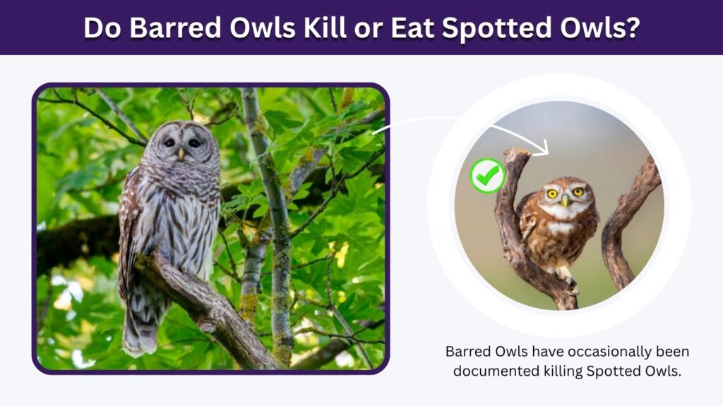 Do Barred Owls Kill or Eat Spotted Owls?