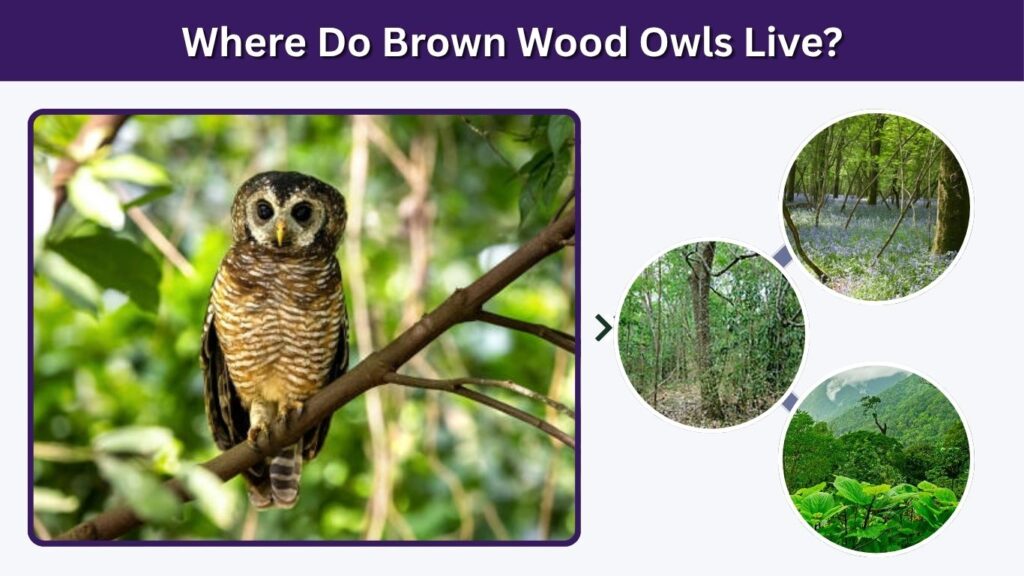 Where Do Brown Wood Owls Live?