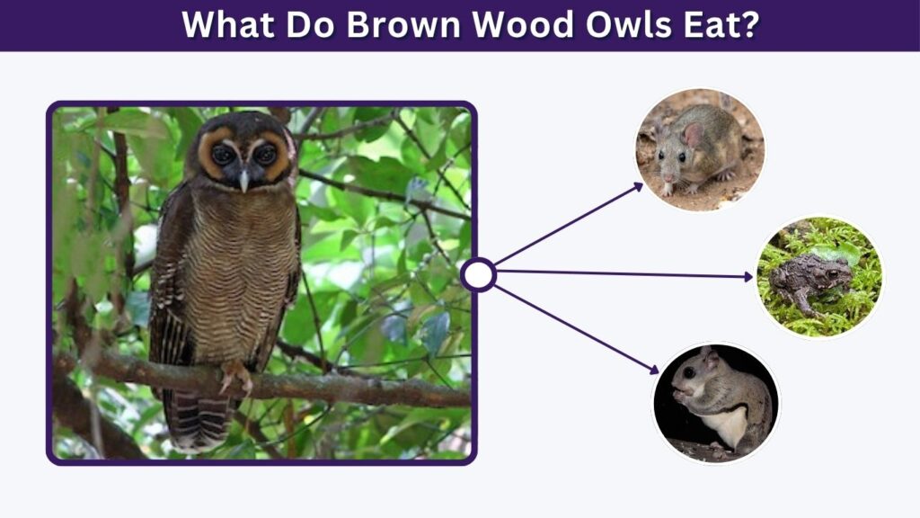 What Do Brown Wood Owls Eat?