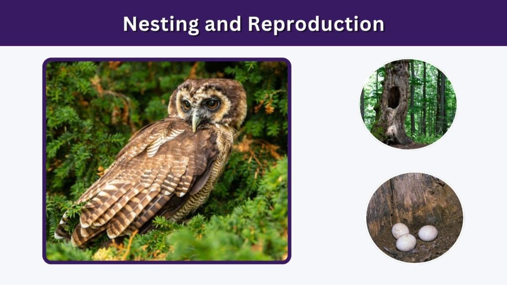 Nesting and Reproduction