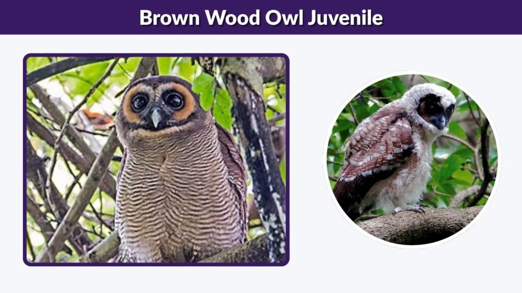 Brown Wood Owl Juvenile