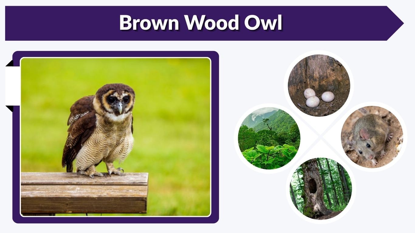 Brown Wood Owl: Size, Habitat, Diet, Call, and Facts