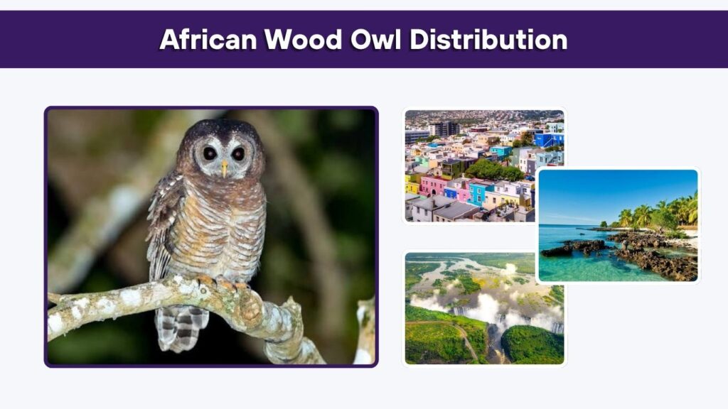 African Wood Owl Distribution