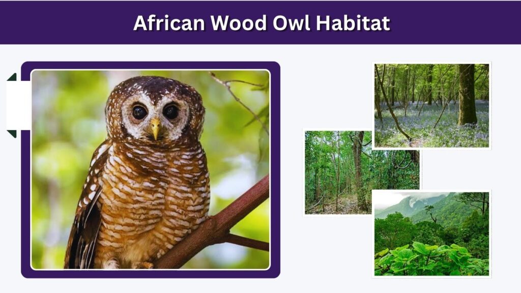 African Wood Owl Habitat