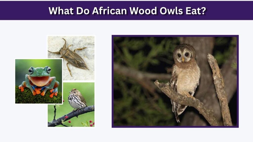 What Do African Wood Owls Eat?
