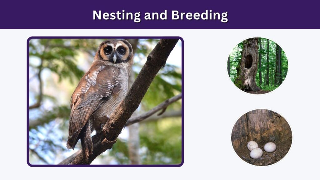 Nesting and Breeding
