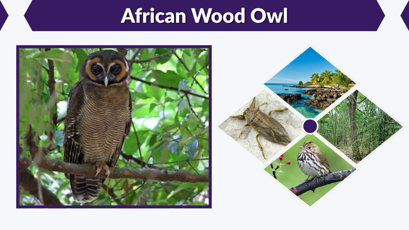 African Wood Owl: Habitat, Diet, Call, and Facts
