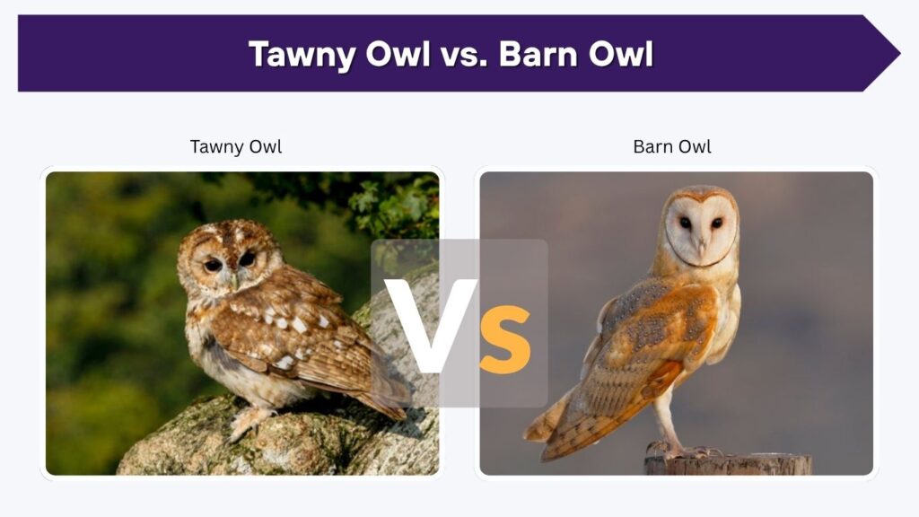 Tawny Owl vs. Barn Owl
