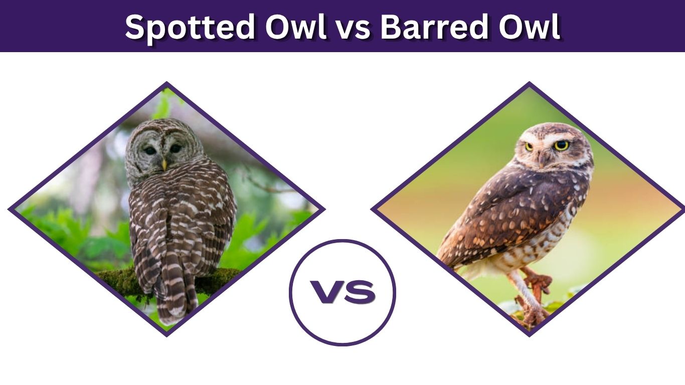 Spotted Owl vs Barred Owl: How to Identify Them