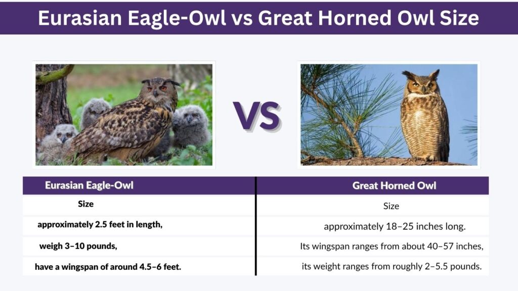 Eurasian Eagle-Owl vs Great Horned Owl Size