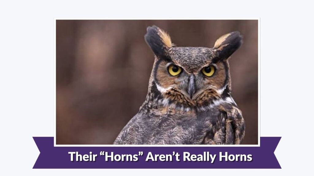Their “Horns” Aren’t Really Horns