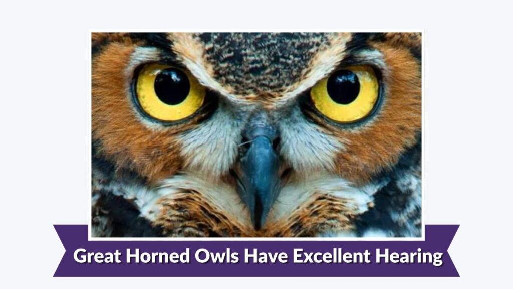 Great Horned Owls Have Excellent Hearing