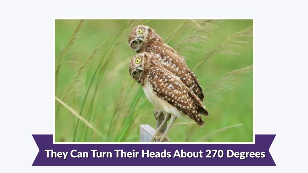 They Can Turn Their Heads About 270 Degrees