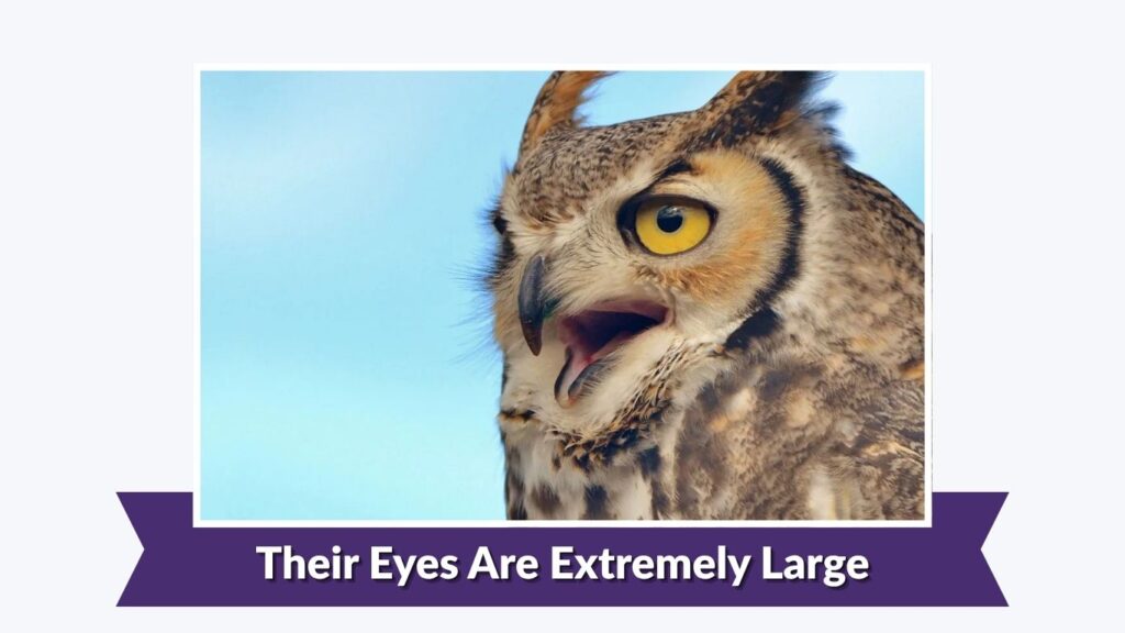 Their Eyes Are Extremely Large