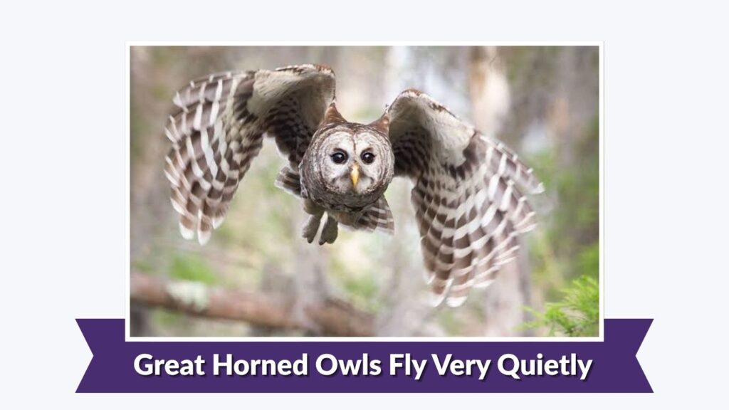 Great Horned Owls Fly Very Quietly