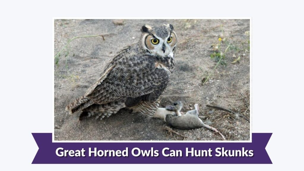 Great Horned Owls Can Hunt Skunks