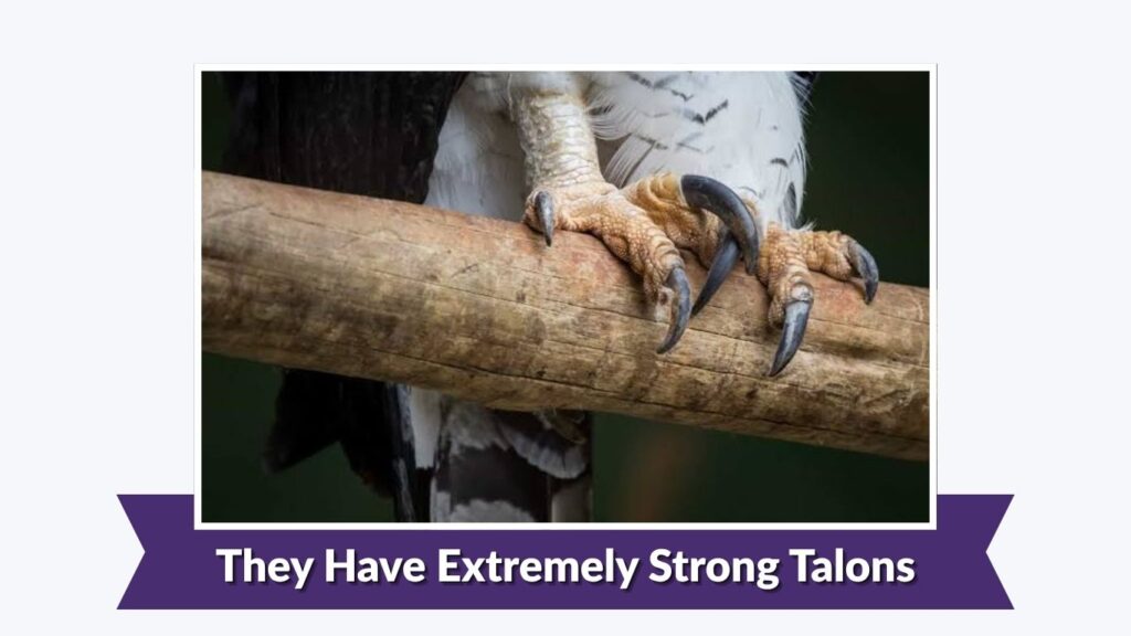 They Have Extremely Strong Talons