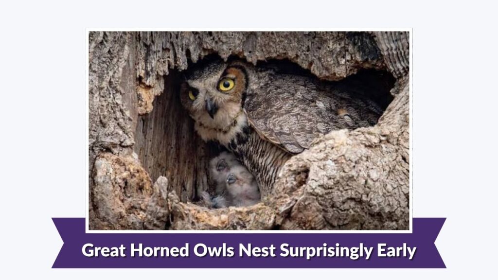 Great Horned Owls Nest Surprisingly Early