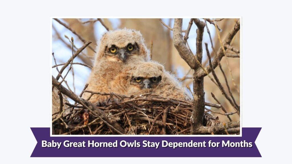 Baby Great Horned Owls Stay Dependent for Months