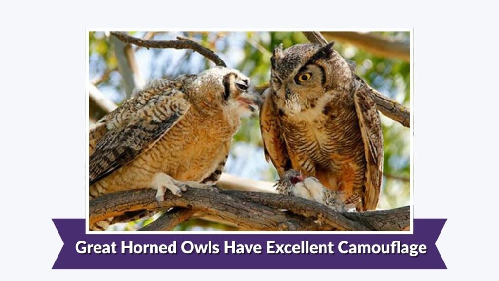Great Horned Owls Have Excellent Camouflage