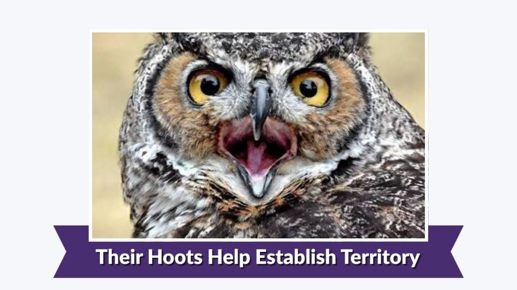 Their Hoots Help Establish Territory