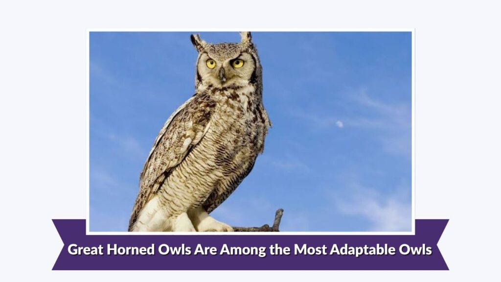 Great Horned Owls Are Among the Most Adaptable Owls