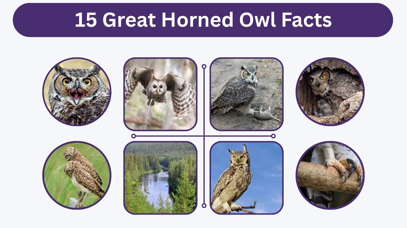 15 Great Horned Owl Facts: Habitat, Behavior, and Life