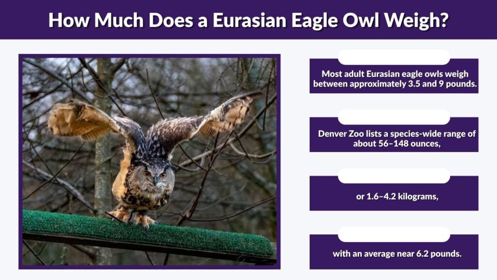 How Much Does a Eurasian Eagle Owl Weigh?