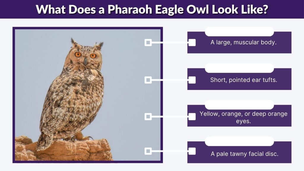 What Does a Pharaoh Eagle Owl Look Like?