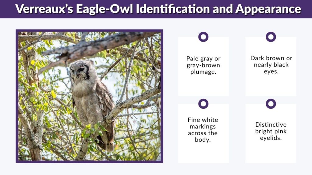 Verreaux’s Eagle-Owl Identification and Appearance