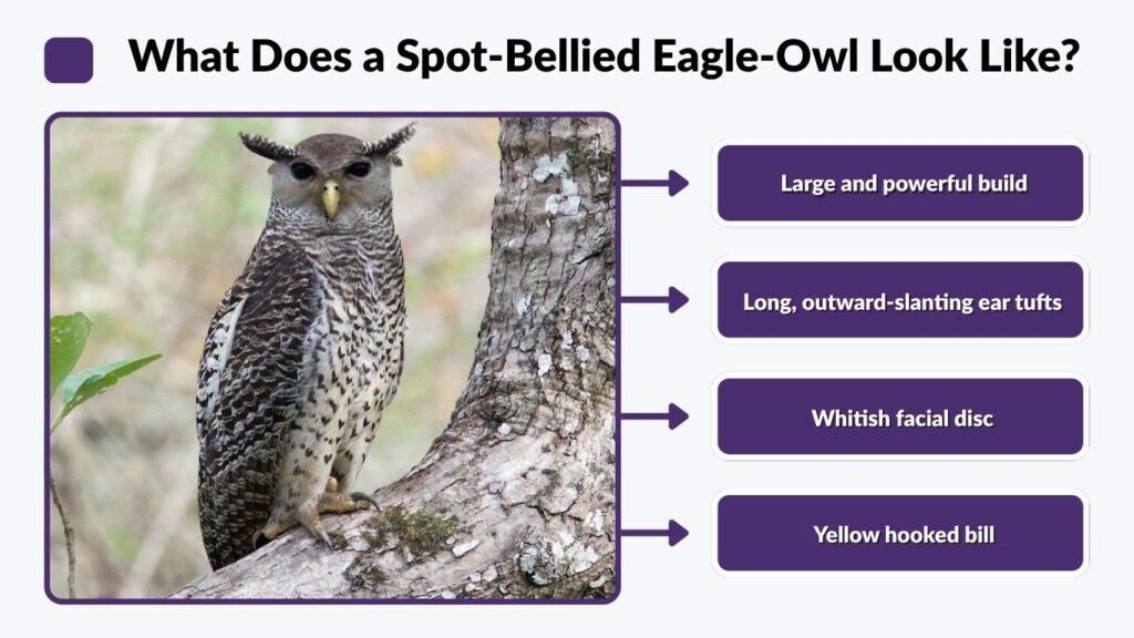 What Does a Spot-Bellied Eagle-Owl Look Like?