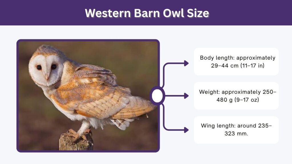 Western Barn Owl Size