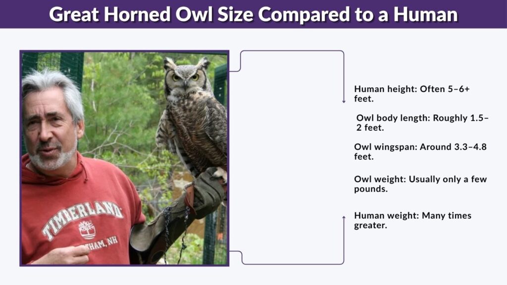 Great Horned Owl Size Compared to a Human